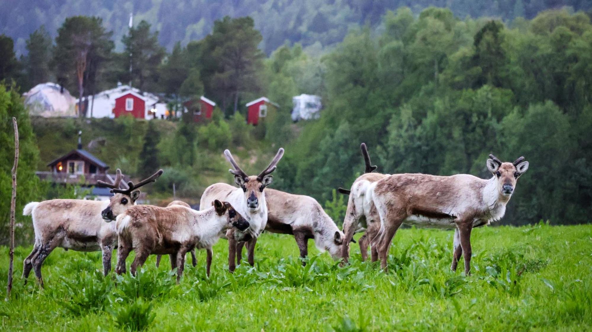 הוילה Brygghaugen Norwegian Wild מראה חיצוני תמונה